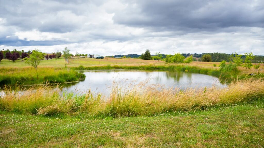 Pond with grasses and trees under a blue sky