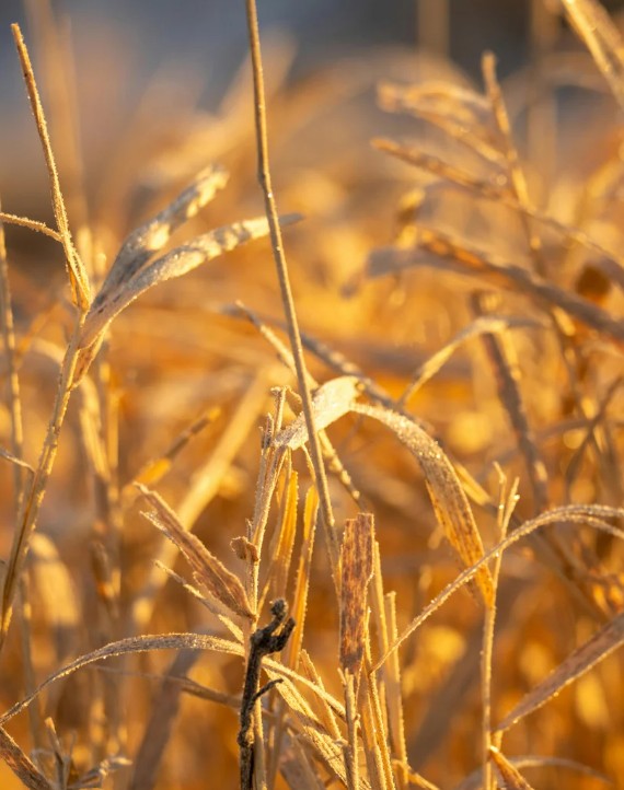 Golden Field of Hay