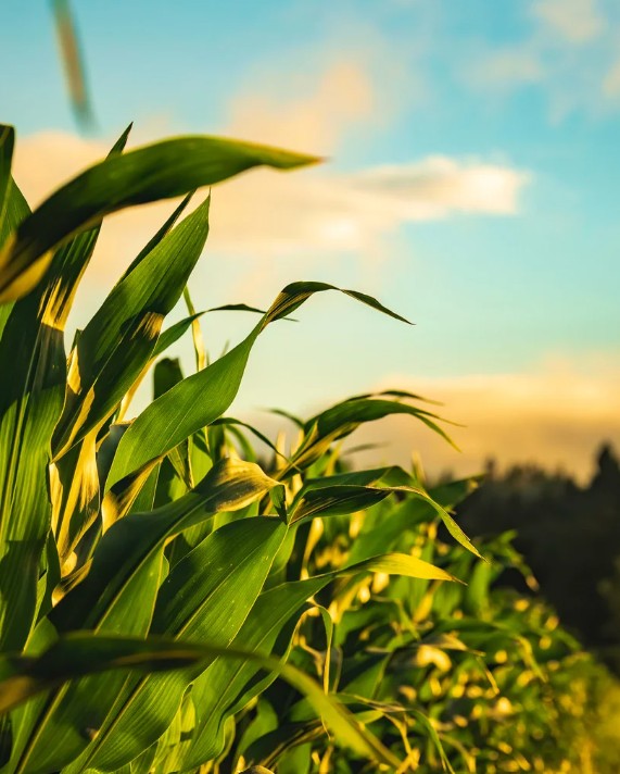 Corn row during sunset